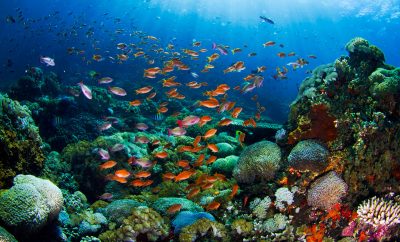 Bali Diving: Exploring the Underwater Wonders of the Island