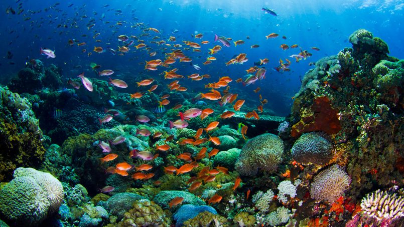 Bali Diving: Exploring the Underwater Wonders of the Island